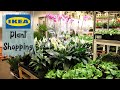 Ikea Plant Shopping | What's New at Ikea?