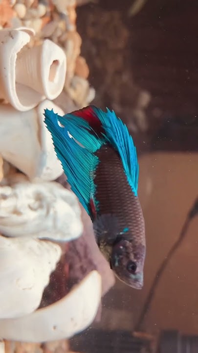What Does Patch Think Of Salt N Pepper corycatfish bettafish YouTube what-does-patch-think-of-salt-n-pepper-corycatfish-bettafish-youtube