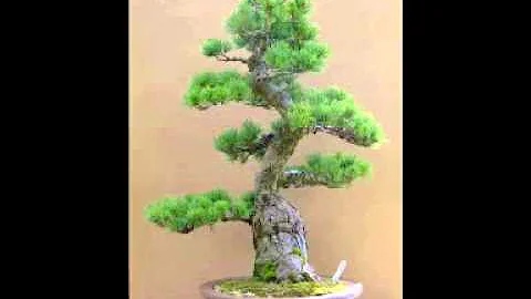 Oliver Shanti - Buddha Bonsai - Dancing song of the yao tribe