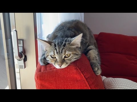วีดีโอ: สายพันธุ์แมวที่ไม่ต้องการกรูมมิ่งจำนวนมาก