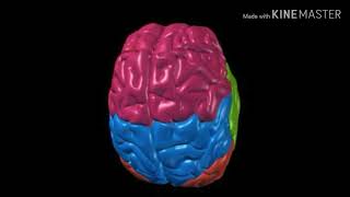 تركيب و وظيفة الدماغ البشري Brain Anatomy &Function