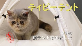 ティピーテントを貰った猫【エキゾチックショートヘア】