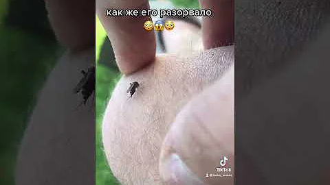 Комар лопнул