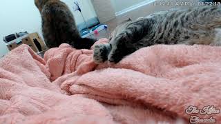 Dewy Sleeping, Closeup