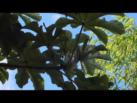 Video: Kodėl cecropia medžiai neauga ir neklesti?