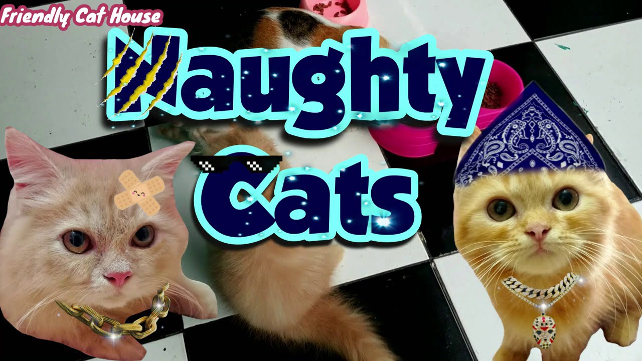 Naughty Cats | Friendly Cat House