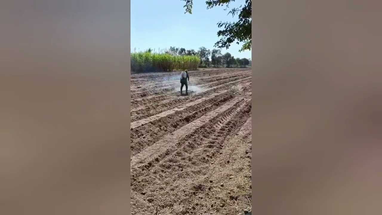 อ้อยขอนแก่น3อายุ48วัน วันแรกที่ปลูกถึงปัจจุบันและการให้ปุ๋ยทางใบ