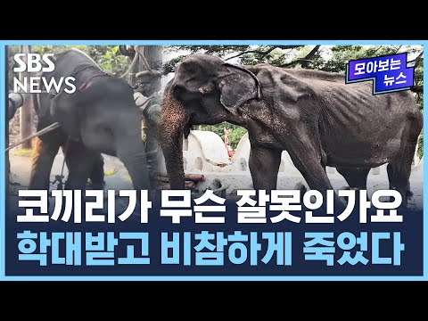 척추 내려앉고…뼈만 앙상하게 남아 / SBS / 모아보는 뉴스