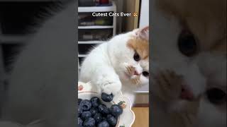 Cutest Cats Ever  cat youtubeshorts shorts