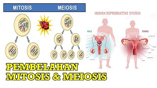 #belajaripa #sistemreproduksi #pembelahansel pembelahan mitosis &
meiosis - sistem reproduksi pada manusia | belajar ipa kelas 9 smp/
mts sel diba...
