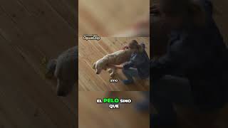 Cuidado Esencial ➡️ Cómo Bañar y Cuidar a Tu Perro