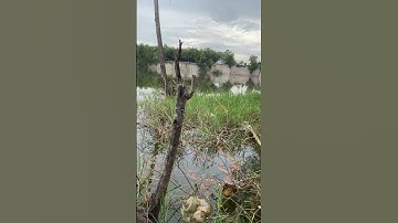 Câu Cá #fishing #amazing #cauca365 #short