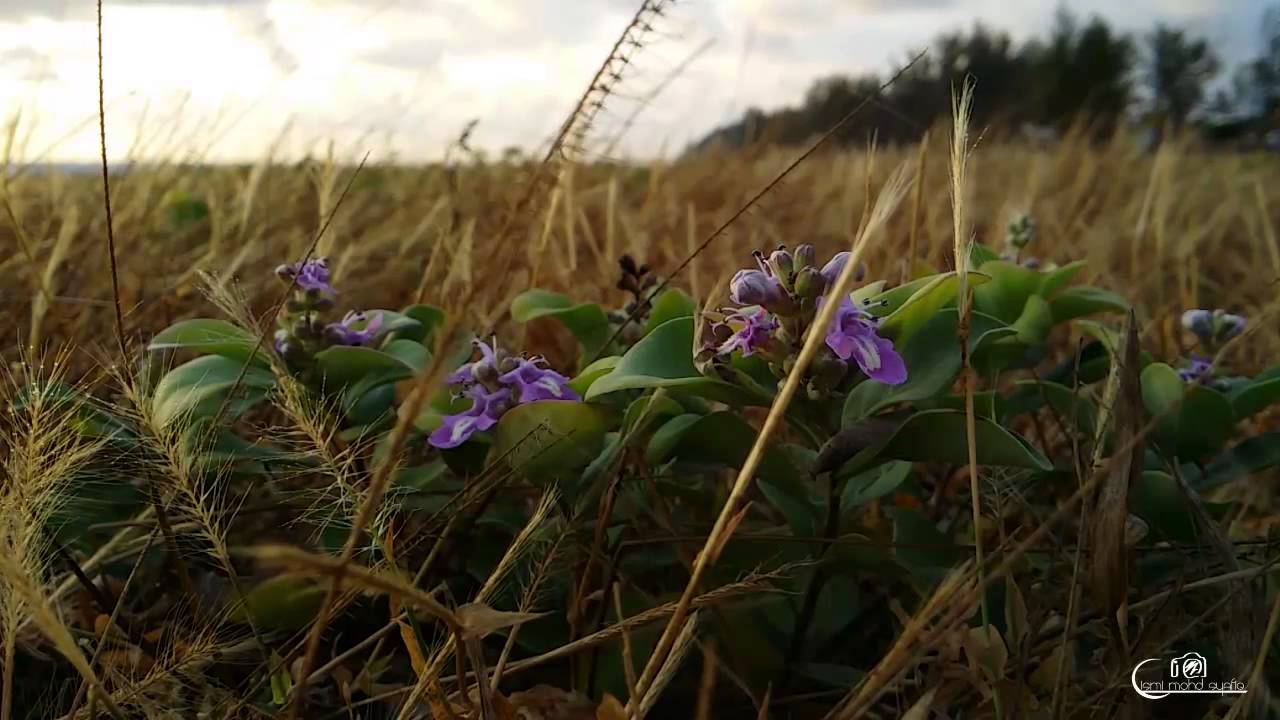 Cinematic video (SGN3)