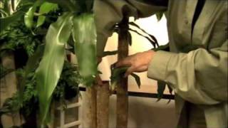 Prune This Pruning A Corn Plant Dracaena Mangeana