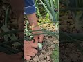 On dirait du sabotage, mais c'est une technique géniale !