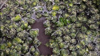 DOPEnDUSTY is live! 90u Rosin Press | Water hash to Rosin
