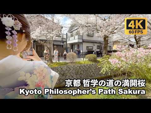 [4K]哲学の道の満開桜 Philosopher’s Path Sakura at Full Bloom