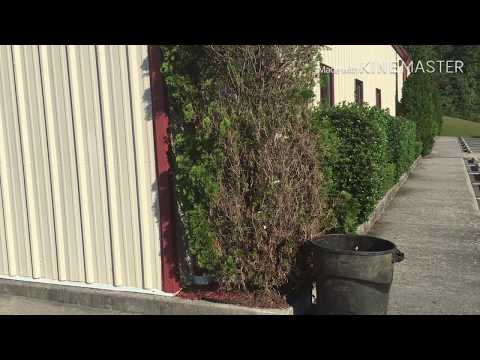 Bag worm treatment for an arborvitae  up selling your services
