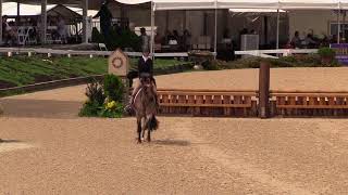 Video Of Foxlair Tango Ridden By Ella Mchardy From Shownet