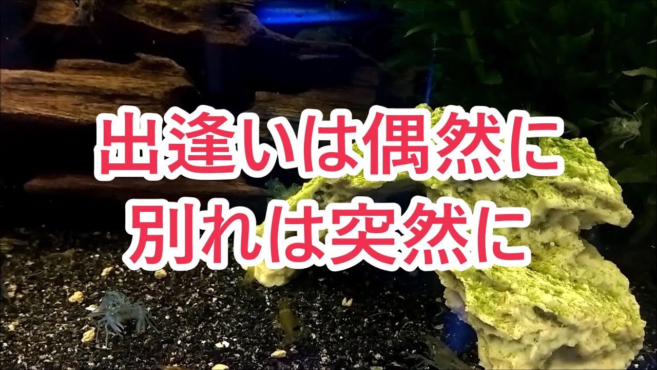 観覧注意 密着稚ザリ水槽0 25時間 稚ザリはエビを襲うのか そこには衝撃の映像が Crayfish Youtube