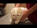 リアルぬいぐるみ！全身まん丸猫が恨めし顔で診察されてる件。スコティッシュフォールド