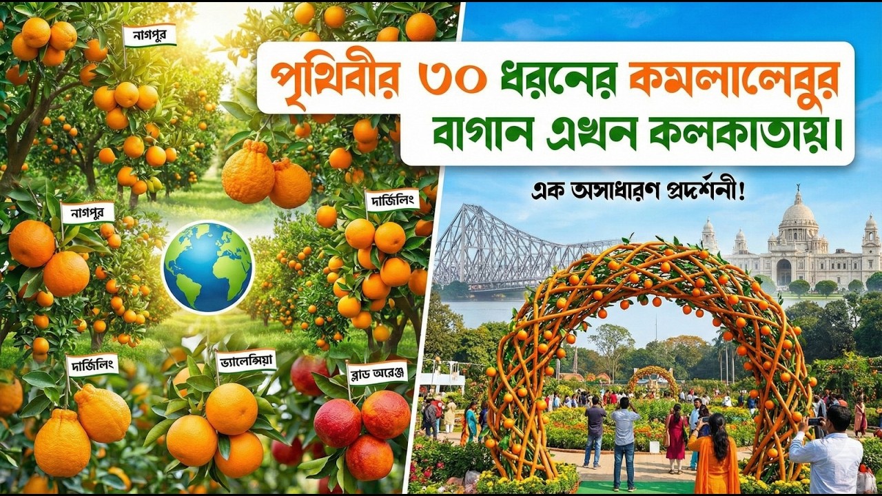 পৃথিবীর ৩০ ধরনের কমলালেবু পাবেন কলকাতার এই বাগানে😱 | Orange Garden | Kolkata Biggest Orange Garden |