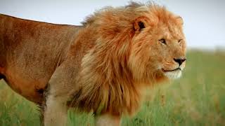 The Loin Walk Hd Slow Motion Wild Life