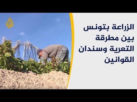 🇹🇳 صرامة القوانين وعوامل التعرية خطران يهددان مستقبل المزارع التونسية