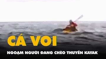 Khoảnh khắc cá voi lưng gù ngoạm thanh niên khi đang chèo thuyền kayak trên biển