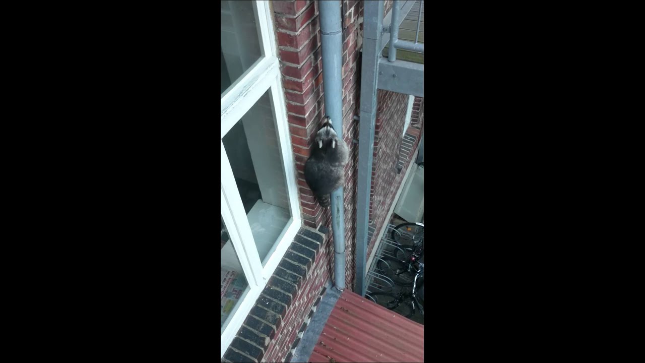 Waschbär in Kassel / coon in Kassel