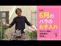 #160 6月のバラのお手入れ【バラの育て方:6月】