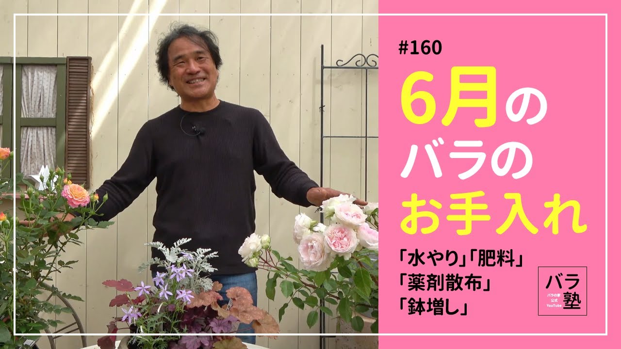 160 6月のバラのお手入れ【バラの育て方：6月】 - YouTube