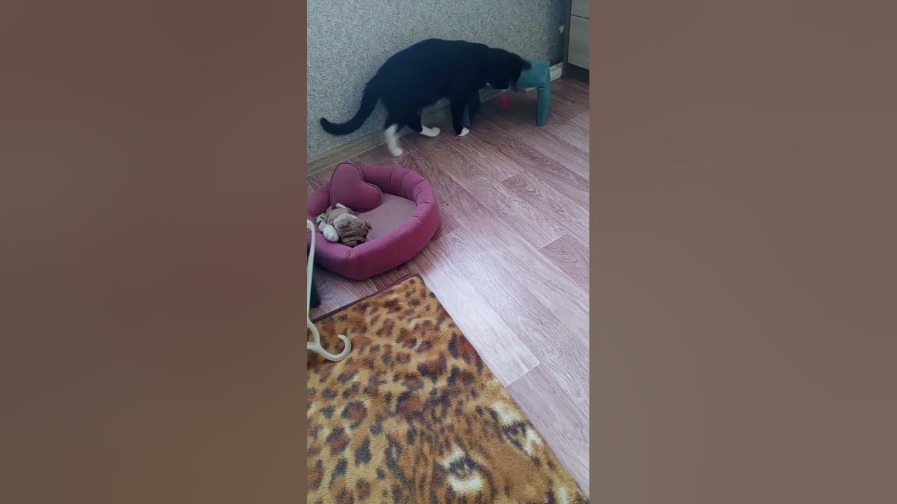 #футбол #кот #победитель #футболист #фанаты - YouTube