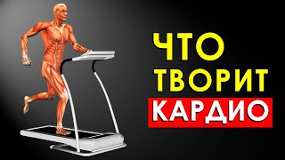 Что Произойдет с Телом, Если Делать Кардио Тренировки Каждый День