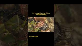 This Plant Eats Insects?! Venus Flytrap Explained 🐜🪴