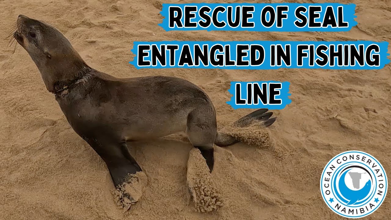 Rescue of Seal Entangled In Fishing Line - YouTube