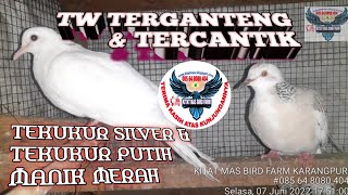 Fenomenal Tekukur Warna Silver Kalung Hitam Skh X Tw Putih Bacspot Di