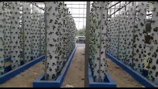 Hydroponic Rotating tower how to work video in Greenhouse?