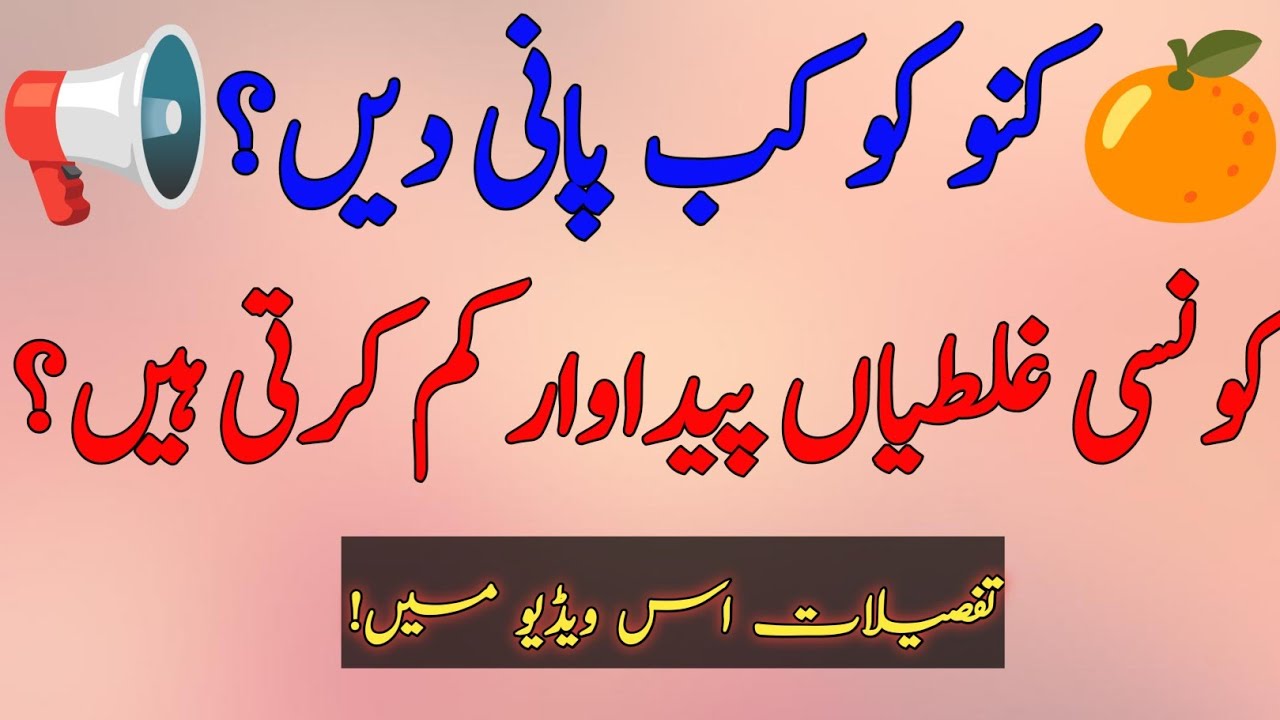 📢 کنو کے پودوں کو پانی کب دیں؟ کونسی غلطی پیداوار کم کر سکتی ہے؟🍊🚫   Kinnow Citrus Orange Irrigation