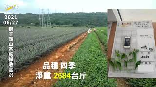 《茶の魔手》獅子頭山茶廠-1100627現採茶菁記實