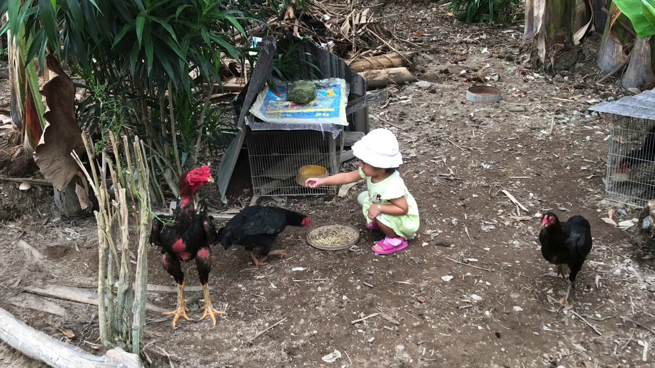 CARA BERTERNAK AYAM DAN ANGSA YANG BAIK DAN BENAR😂 