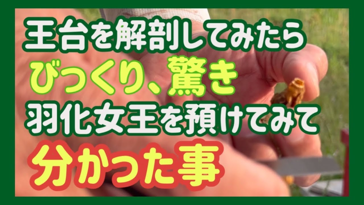 羽化女王蜂と王台を無王群に預けてみた。　受け入れられた女王蜂、受け入れられなかった女王蜂が一目瞭然。　そして王台を解剖してみて驚いた。＃西洋ミツバチ＃養蜂＃王台
