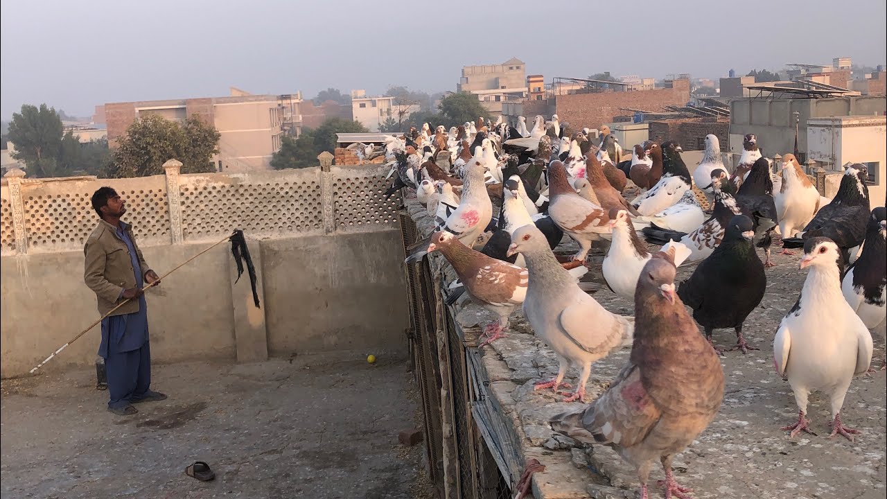 Bht Shoq ho rha hai lambe ka ka 3 kabootar pakr Lea 