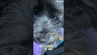 babyyy!!🥰 #aww #dog #dogs #cute #cutebaby #doggo #puppy #adorable #funny #loveyou #subscribe #like babyyy!!🥰 #aww #dog #dogs #cute #cutebaby #doggo #puppy #adorable #funny #loveyou #subscribe #like