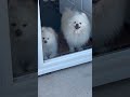What? #bestdayever #nature #dog #doggie #pomeranian #amazing #travel #pompom #adventure #doglover