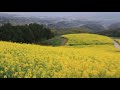 長崎県諫早市 白木峰高原 菜の花