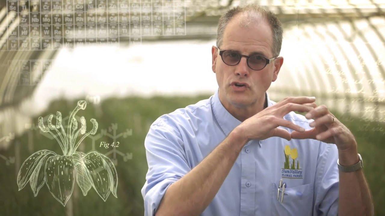 Humboldt Made: Sunvalley Farms-Soil Grown Tulip