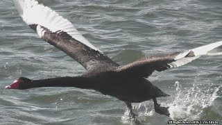 Flying Swan - Take Off And Landing With Slow Motion !