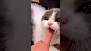 Crying Cat becomes viral - Animal Video 😹 Pure Joy!
