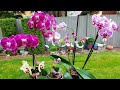 Aprendamos a cuidar Phalaenopsis #Orquídeasenelmundo